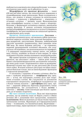 213
Мал. 196.
Розташування
елементів цитоскелета
(синій колір)
у клітині
відбувається взаємодія між мікротрубочками та ковзан-
ня відносно одна одної, що й забезпечує їх рух.
Мікрофібрили або проміжні філаменти — тонкі
(10 нм) нев’юнкі нитки, що локалізуються переважно в
підмембранному шарі цитоплазми. Вони складаються з
білка, але різного в різних клітинах (в епітеліальних
клітинах — кератину, у фібробластах — віментину, у
м’язових клітинах — десмину тощо). Функціональна
роль мікрофибрил полягає в участі, поряд з мікротру-
бочками, у формуванні клітинного каркаса, виконуючи
опорну функцію. У деяких клітинах (епідермоцити
шкіри) мікрофибрили поєднуються в пучки й утворюють
тонофібрили, які розглядаються як спеціальні органели,
що виконують роль опори.
Органели спеціального призначення. Джгутики —
це органи клітинного руху, що являють собою цитоплаз-
матичні вирости клітини, вони властиві бактеріям, спо-
рам водоростей, джгутиковим. Напевно, найвідоміший
джгутик належить сперматозоїду, його довжина сягає
100 мкм. За своєю будовою джгутик — це стрижень,
вкритий продовженням клітинної оболонки, він скла-
дається з 9 подвійних, що розташовуються по периферії,
і 2 одинарних центральних тонких ниток, які побудо-
вані з білків, подібних до білків м’язів тварин. Їх через
особливості будови умовно називають мікротрубочками.
Ще одним органом клітинного руху є війки. Раніше
вважали, що джгутики і війки — зовсім різні утвори.
Однак електронномікроскопічні дослідження показали,
що вони дуже схожі і відрізняються лише за розмірами.
Зазвичай клітина має один чи два джгутики або кілька
тисяч війок. В основі кожного джгутика чи війки знахо-
диться базальне тільце, яке за своєю будовою і функцією
є гомологом центросоми.
У скелетних і серцевих м’язових клітинах обов’яз-
ково є особливі мікронитки — міофібрили (від грец.
міо — м’яз), які відіграють головну роль при скоро-
ченні м’язових клітин. Як з’ясувалося за допомогою
електронного мікроскопа, міофібрили складаються ще
з більш тонких волокон — протофібрил (від грец. про-
тос — перший і фібрила). Причому розрізняють тонші
протофібрили, що складаються з білка актину і
товстіші — міозину. Саме взаємодія цих білків і приво-
дить до м’язових скорочень.
Що таке клітинні включення. Будь які відкладення
речовин, що на певному етапі не беруть участі в обміні
речовин або є кінцевими його продуктами, називають
включеннями. Вони не належать до числа сталих структур
цитоплазми клітини. Відповідно до її функціонального
стану — то зникають, то з’являються знову. Ці речовини —
крапельки жиру, зерна крохмалю і глікогену, кристалики
 