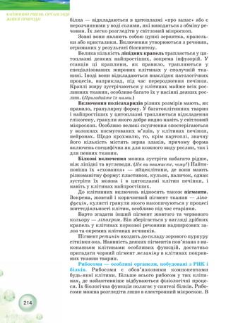 214
КЛІТИННИЙ РІВЕНЬ ОРГАНІЗАЦІЇ
ЖИВОЇ ПРИРОДИ білка — відкладаються в цитоплазмі «про запас» або є
нерозчинними у воді солями, які виводяться з обміну ре-
човин. Їх легко розгледіти у світловий мікроскоп.
Зовні вони являють собою цупкі зернятка, крапель-
ки або кристалики. Включення утворюються з речовин,
отриманих у результаті біосинтезу.
Велика кількість ліпідних крапель трапляється у ци-
топлазмі деяких найпростіших, зокрема інфузорій. У
ссавців ці краплини, як правило, трапляються у
спеціалізованих жирових клітинах у сполучній тка-
нині. Іноді вони відкладаються внаслідок патологічних
процесів, наприклад, під час переродження печінки.
Краплі жиру зустрічаються у клітинах майже всіх рос-
линних тканин, особливо багато їх у насінні деяких рос-
лин. (Пригадайте їх назви.)
Включення полісахаридів різних розмірів мають, як
правило, гранулярну форму. У багатоклітинних тварин
і найпростіших у цитоплазмі трапляються відкладення
глікогену, гранули якого добре видно навіть у світловий
мікроскоп. Особливо великі скупчення спостерігаються
у волокнах посмугованих м’язів, у клітинах печінки,
нейронах. Щодо крохмалю, то, крім картоплі, значну
його кількість містять зерна злаків, причому форма
включень специфічна як для кожного виду рослин, так і
для певних тканин.
Білкові включення можна зустріти набагато рідше,
ніж ліпідні та вуглеводи. (Як ви вважаєте, чому?) Найти-
повіша їх «схованка» — яйцеклітини, де вони мають
різноманітну форму: пластинок, кульок, паличок, однак
зустріти їх можна і в цитоплазмі клітин печінки, і
навіть у клітинах найпростіших.
До клітинних включень відносять також пігменти.
Зокрема, жовтий і коричневий пігмент тканин — ліпо-
фусцін, кулясті гранули якого накопичуються у процесі
життєдіяльності клітин, особливо під час старіння.
Варто згадати інший пігмент жовтого та червоного
кольору — ліпохром. Він зберігається у вигляді дрібних
крапель у клітинах коркової речовини надниркових за-
лоз та окремих клітинах яєчників.
Пігмент ретинін входить до складу зорового пурпуру
сітківки ока. Наявність деяких пігментів пов’язана з ви-
конанням клітинами особливих функцій, достатньо
пригадати чорний пігмент меланіну в клітинах покрив-
них тканин тварин.
Рибосоми — особливі органели, побудовані з РНК і
білків. Рибосоми є обов’язковими компонентами
будь якої клітини. Більше всього рибосом у тих кліти-
нах, де найактивніше відбуваються фізіологічні проце-
си. Їх біологічна функція полягає у синтезі білків. Рибо-
соми можна розгледіти лише в електронний мікроскоп. В
 