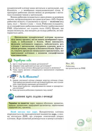 215
1. Що є структурною основою цитоскелета?
2. Завдяки чому здійснюється рух цитоплазми?
3. За якого стану клітини збільшується кількість включень?
4. Чому група органел спеціального призначення отримала
таку назву?
1. Каркас рослинної клітини утворює жорстка клітинна стінка.
Тоді навіщо рослинній клітині ще й мікротрубочки, які є основ-
ною структурною одиницею цитоскелета?
2. Чому мікротрубочок і мікрофіламентів немає в прокарітич-
них клітинах?
3. Чому органела рибосома отримала таку назву?
Мал. 197.
Рибосома,
що рухається по РНК
еукаріотичній клітині вони містяться в цитоплазмі, але
більшість — у мембранах ендоплазматичної сітки. У
прокаріот рибосоми значно менші за розмірами і містя-
ться головним чином у цитоплазмі.
Кожна рибосома складається з двох різних за розміром
частин, що функціонують як єдине ціле (мал. 197). Окремі
рибосоми можуть з’єднуватися в групи — полісоми (від
грец. полі — багато і сома — тіло). Рибосоми складають-
ся зі специфічних рибосомальних білків і рибосомальної
РНК. (Пригадайте, які існують типи РНК.) Цікаво, що
жодна молекула, яка входить до складу рибосом, не пов-
торюється двічі.
КЛІТИННЕ ЯДРО: БУДОВА І ФУНКЦІЇ§40.
Терміни та поняття: ядро, ядерна оболонка, хроматин,
ядерце, хромосоми, ядерцевий організатор, каріоплазма
(ядерний сік), нуклеоїд.
Який вигляд має ядро. Еукаріотична клітина
відрізняється від прокаріотичної наявністю ядра, у яко-
му міститься ДНК, що утворює генетичний апарат
клітини. Ядро зазвичай розміщується в центрі клітини і
Цитоплазма еукаріотичної клітини включає
цілу низку органел, які не мають мембранної струк-
тури, а побудовані з білків. Вони виконують
функцію клітинного каркасу, забезпечують рух
клітини і цитоплазми, відіграють ключову роль в
обміні речовин, зокрема в біосинтезі білків. Крім то-
го, існують органели спеціального призначення, які
притаманні клітинам з певними специфічними
властивостями.
 