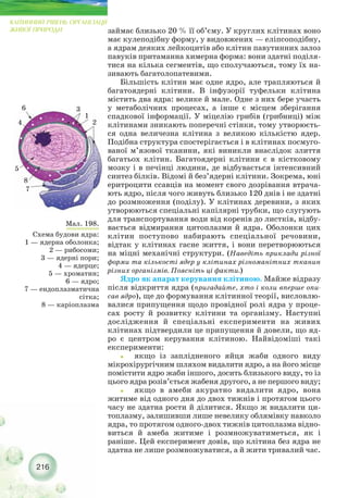 216
КЛІТИННИЙ РІВЕНЬ ОРГАНІЗАЦІЇ
ЖИВОЇ ПРИРОДИ
Мал. 198.
Схема будови ядра:
1 — ядерна оболонка;
2 — рибосоми;
3 — ядерні пори;
4 — ядерце;
5 — хроматин;
6 — ядро;
7 — ендоплазматична
сітка;
8 — каріоплазма
займає близько 20 % її об’єму. У круглих клітинах воно
має кулеподібну форму, у видовжених — еліпсоподібну,
а ядрам деяких лейкоцитів або клітин павутинних залоз
павуків притаманна химерна форма: вони здатні поділя-
тися на кілька сегментів, що сполучаються, тому їх на-
зивають багатолопатевими.
Більшість клітин має одне ядро, але трапляються й
багатоядерні клітини. В інфузорії туфельки клітина
містить два ядра: велике й мале. Одне з них бере участь
у метаболічних процесах, а інше є місцем зберігання
спадкової інформації. У міцелію грибів (грибниці) між
клітинами зникають поперечні стінки, тому утворюєть-
ся одна величезна клітина з великою кількістю ядер.
Подібна структура спостерігається і в клітинах посмуго-
ваної м’язової тканини, які виникли внаслідок злиття
багатьох клітин. Багатоядерні клітини є в кістковому
мозку і в печінці людини, де відбувається інтенсивний
синтез білків. Відомі й без’ядерні клітини. Зокрема, юні
еритроцити ссавців на момент свого дозрівання втрача-
ють ядро, після чого живуть близько 120 днів і не здатні
до розмноження (поділу). У клітинах деревини, з яких
утворюються спеціальні капілярні трубки, що слугують
для транспортування води від коренів до листків, відбу-
вається відмирання цитоплазми й ядра. Оболонки цих
клітин поступово набирають спеціальної речовини,
відтак у клітинах гасне життя, і вони перетворюються
на міцні механічні структури. (Наведіть приклади різної
форми та кількості ядер у клітинах різноманітних тканин
різних організмів. Поясніть ці факти.)
Ядро як апарат керування клітиною. Майже відразу
після відкриття ядра (пригадайте, хто і коли вперше опи-
сав ядро), ще до формування клітинної теорії, висловлю-
валися припущення щодо провідної ролі ядра у проце-
сах росту й розвитку клітини та організму. Наступні
дослідження й спеціальні експерименти на живих
клітинах підтвердили це припущення й довели, що яд-
ро є центром керування клітиною. Найвідоміші такі
експерименти:
˜ якщо із заплідненого яйця жаби одного виду
мікрохірургічним шляхом видалити ядро, а на його місце
помістити ядро жаби іншого, досить близького виду, то із
цього ядра розів’ється жабеня другого, а не першого виду;
˜ якщо в амеби акуратно видалити ядро, вона
житиме від одного дня до двох тижнів і протягом цього
часу не здатна рости й ділитися. Якщо ж видалити ци-
топлазму, залишивши лише невелику облямівку навколо
ядра, то протягом одного двох тижнів цитоплазма відно-
виться й амеба житиме і розмножуватиметься, як і
раніше. Цей експеримент довів, що клітина без ядра не
здатна не лише розмножуватися, а й жити тривалий час.
6
4
3
1
2
7
8
5
 