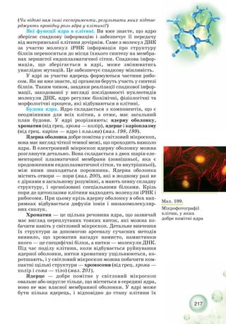 217
Мал. 199.
Мікрофотографії
клітин, у яких
добре помітні ядра
(Чи відомі вам інші експерименти, результати яких підтве-
рджують провідну роль ядра у клітині?)
Які функції ядра в клітині. Ви вже знаєте, що ядро
зберігає спадкову інформацію і забезпечує її передачу
від материнської клітини дочірнім. Саме з молекул ДНК
за участю молекул іРНК інформація про структуру
білків переноситься до місця їхнього синтезу на мембра-
нах зернистої ендоплазматичної сітки. Спадкова інфор-
мація, що зберігається в ядрі, може змінюватись
унаслідок мутацій. Це забезпечує спадкову мінливість.
У ядрі за участю ядерець формуються частини рибо-
сом. Як ви вже знаєте, ці органели беруть участь у синтезі
білків. Таким чином, завдяки реалізації спадкової інфор-
мації, закодованої у вигляді послідовності нуклеотидів
молекули ДНК, ядро регулює біохімічні, фізіологічні та
морфологічні процеси, які відбуваються в клітині.
Будова ядра. Ядро складається з компонентів, що є
неодмінними для всіх клітин, а отже, має загальний
план будови. У ядрі розрізняють: ядерну оболонку,
хроматин (від грец. хрома — колір), ядерце і каріоплазму
(від грец. каріон — ядро і плазма) (мал. 198, 199).
Ядерна оболонка добре помітна у світловий мікроскоп,
вона має вигляд чіткої темної межі, що проходить навколо
ядра. В електронний мікроскоп ядерну оболонку можна
розглянути детально. Вона складається з двох шарів еле-
ментарної плазматичної мембрани (зовнішньої, яка є
продовженням ендоплазматичної сітки, та внутрішньої),
між ними знаходиться порожнина. Ядерна оболонка
містить отвори — пори (мал. 200), які в жодному разі не
є дірками в загальному розумінні, а мають певну складну
структуру, і організовані спеціальними білками. Крізь
пори до цитоплазми клітини надходять молекули іРНК і
рибосоми. При цьому крізь ядерну оболонку в обох нап-
рямках відбувається дифузія іонів і низькомолекуляр-
них сполук.
Хроматин — це щільна речовина ядра, що зазвичай
має вигляд переплутаних тонких ниток, які можна по-
бачити навіть у світловий мікроскоп. Детальне вивчення
їх структури за допомогою арсеналу сучасних методів
виявило, що хроматин нагадує намисто, намистинки
якого — це специфічні білки, а нитки — молекули ДНК.
Під час поділу клітини, коли відбувається руйнування
ядерної оболонки, нитки хроматину ущільнюються, ко-
ротшають, і у світловий мікроскоп можна побачити ком-
пактні щільні структури — хромосоми (від грец. хрома —
колір і сома — тіло) (мал. 201).
Ядерце — добре помітне у світловий мікроскоп
овальне або округле тільце, що міститься в середині ядра,
воно не має власної мембранної оболонки. У ядрі може
бути кілька ядерець, і відповідно до стану клітини їх
 