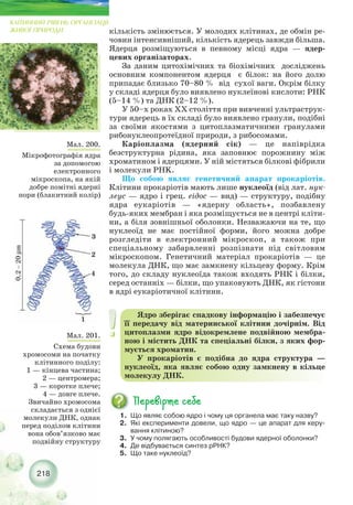 218
Мал. 200.
Мікрофотографія ядра
за допомогою
електронного
мікроскопа, на якій
добре помітні ядерні
пори (блакитний колір)
Мал. 201.
Схема будови
хромосоми на початку
клітинного поділу:
1 — кінцева частина;
2 — центромера;
3 — коротке плече;
4 — довге плече.
Звичайно хромосома
складається з однієї
молекули ДНК, однак
перед поділом клітини
вона обов’язково має
подвійну структуру
КЛІТИННИЙ РІВЕНЬ ОРГАНІЗАЦІЇ
ЖИВОЇ ПРИРОДИ
Ядро зберігає спадкову інформацію і забезпечує
її передачу від материнської клітини дочірнім. Від
цитоплазми ядро відокремлене подвійною мембра-
ною і містить ДНК та спеціальні білки, з яких фор-
мується хроматин.
У прокаріотів є подібна до ядра структура —
нуклеоїд, яка являє собою одну замкнену в кільце
молекулу ДНК.
1. Що являє собою ядро і чому ця органела має таку назву?
2. Які експерименти довели, що ядро — це апарат для керу-
вання клітиною?
3. У чому полягають особливості будови ядерної оболонки?
4. Де відбувається синтез рРНК?
5. Що таке нуклеоїд?
кількість змінюється. У молодих клітинах, де обмін ре-
човин інтенсивніший, кількість ядерець завжди більша.
Ядерця розміщуються в певному місці ядра — ядер-
цевих організаторах.
За даним цитохімічних та біохімічних досліджень
основним компонентом ядерця є білок: на його долю
припадає близько 70–80 % від сухої ваги. Окрім білку
у складі ядерця було виявлено нуклеїнові кислоти: РНК
(5–14 %) та ДНК (2–12 %).
У 50–х роках ХХ століття при вивченні ультраструк-
тури ядерець в їх складі було виявлено гранули, подібні
за своїми якостями з цитоплазматичними гранулами
рибонуклеопротеїдної природи, з рибосомами.
Каріоплазма (ядерний сік) — це напіврідка
безструктурна рідина, яка заповнює порожнину між
хроматином і ядерцями. У ній містяться білкові фібрили
і молекули PHK.
Що собою являє генетичний апарат прокаріотів.
Клітини прокаріотів мають лише нуклеоїд (від лат. нук-
леус — ядро і грец. еідос — вид) — структуру, подібну
ядра еукаріотів — «ядерну область», позбавлену
будь яких мембран і яка розміщується не в центрі кліти-
ни, а біля зовнішньої оболонки. Незважаючи на те, що
нуклеоїд не має постійної форми, його можна добре
розгледіти в електронний мікроскоп, а також при
спеціальному забарвленні розпізнати під світловим
мікроскопом. Генетичний матеріал прокаріотів — це
молекула ДНК, що має замкнену кільцеву форму. Крім
того, до складу нуклеоїда також входять РНК і білки,
серед останніх — білки, що упаковують ДНК, як гістони
в ядрі еукаріотичної клітини.
 