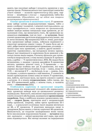221
Мал. 205.
Так схематично
виглядає
співвідношення між
статевими хромосомами,
які, як це
не парадоксально,
є однаковими
за походженням,
тобто гомологічними
мають три гаплоїдні набори і кількість хромосом у них
кратна трьом. Розмножуються такі триплоїдні самки без
участі самців — шляхом партеногенезу (від грец. пар-
тенос — незаймана і генезис — народження), тобто без
запліднення. (Пригадайте, які ще відомі вам тварини
розмножуються партеногенезом.)
Статеві хромосоми й визначення статті. У хромосом-
ному наборі клітин роздільностатевих тварин, тобто у
яких є особини і чоловічої, і жіночої статі (пригадайте, що
таке гермафродитизм і яким тваринам він притаманний),
майже завжди наявна спеціальна пара хромосом, де ло-
калізовані гени, що визначають стать. Ці хромосоми на-
зиваються статевими, тоді як інші — це аутосоми. Зовні
статеві хромосоми настільки відрізняються від інших, що
їх легко впізнати. Ще наприкінці ХIX ст. вчені, розгляда-
ючи хромосомні набори комах, побачили відмінності у
структурі хромосом самців і самок. У самок було дві ве-
ликі, добре помітні метацентричні хромосоми, а в самців —
тільки одна така хромосома, а замість другої великої —
крихітна «хромосомка», що нагадувала велику крапку.
Надалі такі відмінності в каріотипах були виявлені у ба-
гатьох інших видів тварин. Спочатку функція цих хромо-
сом була незрозумілою, а тому велику назвали Х хромосо-
мою, а дрібну — Y хромосомою (мал. 205). Як надалі було
встановлено, у людини і мушки дрозофіли Х хромосома
містить чинники жіночої статі, а Y хромосома — чо-
ловічої. Якщо особина має дві Х хромосоми, які вона
отримує від гамет батька й матері, то це — самка, якщо Х і
Y (Х — від матері й Y — від батька), то це — самець. Але,
як відомо, з усякого правила є свій виняток. У коників та
інших прямокрилих комах самці не мають Y хромосоми,
яка, мабуть, настільки мала, що просто злилася з однією
з аутосом. А в птахів гетерогаметною, тобто такою, що
має ХY хромосомний набір, є жіноча стать, а чоловіча
стать — гомогаметна (ХХ).
Стабільність каріотипу й хромосомні хвороби.
Відхилення від нормальної кількості або нормального
виду хромосом завжди веде до аномального розвитку
індивідуума. Патології, викликані порушеннями хромо-
сом (їх кількості або будови), називаються хромосомними
хворобами. Одна з найбільш відомих хромосомних хво-
роб — сидром Дауна, причиною якої є неправильний
набір хромосом, зокрема, зайва третя хромосома 21 ї
пари, — у результаті в клітинах такої людини міститься
не 46, а 47 хромосом. У рідкісних випадках хворі із
синдромом Дауна мають у своєму каріотипі 46 хромосом.
Виявляється, це спадкове захворювання може також
бути викликаним порушенням будови — мутацією (від
лат. мутаціон — зміна) хромосоми цієї пари, при якій
вона подовжується. Вік матері впливає на народження
 