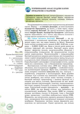 Усе різноманіття живих істот поділяється на дві великі
групи. Перша — це імперія Доядерні, до якої належить
надцарство Прокаріоти, до нього, у свою чергу, відно-
ситься царство Бактерії. До другої належать представ-
ники імперії Ядерні, надцарства Eукаріоти і декількох
царств. (Пригадайте, які є точки зору відносно кількості і
складу царств еукаріотичних організмів).
Що собою являють бактерії. Бактерії — це од-
ноклітинні і колоніальні організми, за розміром най-
менші серед тих, що зараз живуть на Землі. Довжина
їхніх клітин коливається в межах 0,001–0,02 мм, а ши-
рина — 0,0002–0,001 мм. Вони в тисячі разів менші за
клітину інфузорії або евглени. Бактерії мають різну
форму: сферичну (коки), паличкоподібну (бацили) і
спіралеподібну (спірохети). Ці мікроскопічні істоти
здатні пересуватися. Паличкоподібні і спіралеподібні
бактерії рухаються завдяки джгутикам, які складаються
лише з однієї мікротрубочки (пригадайте будову джгутиків
у еукаріотів), інші повзають за рахунок виділення слизу.
Серед бактерій є автотрофні і гетеротрофні істоти, здатні
жити як у кисневому, так і у безкисневому середовищі.
Бактеріальна клітина (мал. 209) має тверду міцну
оболонку, яка складається з муреїну — особливої сполу-
ки поліпептидної природи. Крім того, клітинна стінка
зовні покрита слизовою капсулою (від лат. капсула —
коробочка), утвореною з полісахаридів. Вона надійно
захищає тіло клітини від зовнішніх впливів. Плазма-
тична мембрана, яка оточує живу частину клітини, у
бактерій виконує транспортну і захисну функції та є
опорою для вмісту клітини. Цитоплазма не має мемб-
ранних органел (мітохондрій, пластид, ендоплазматич-
ної сітки, апарату Гольджі), а також чітко оформленого
ядра. Генетичний апарат прокаріотів — нуклеоїд — це
нитка ДНК, що має форму кільця, яка кріпиться до
плазматичної мембрани. При цьому ДНК не утворює
міцних постійних сполук із білками, тому у бактерій
немає хроматину і постійно відбувається синтез РНК.
Ферменти, що каталізують процеси дихання й фотосин-
тезу, зосереджені біля внутрішньої поверхні клітинної
мембрани. Переважна частина інших ферментів роз-
поділена по цитоплазмі. Єдині органели, що вільно
ПОРІВНЯЛЬНИЙ АНАЛІЗ БУДОВИ КЛІТИН
ПРОКАРІОТІВ І ЕУКАРІОТІВ
§43.
Терміни та поняття: бактерії, імперія Доядерні, надцарство
Прокаріоти, царство Бактерії, імперії Ядерні, надцарство
Eукаріоти, муреїн, капсула, нуклеоїд, плазміда, ооміцети,
фітофтора, протисти.
Мал. 209.
Будова бактеріальної
клітини:
1 — цитоплазма;
2 — нуклеоїд;
3 — капсула;
4 — стінка;
5 — цитоплазматична
мембрана;
6 — рибосома;
7 — пілі;
8 — джгутик
1
2
3
4
5
6
7
8
228
КЛІТИННИЙ РІВЕНЬ ОРГАНІЗАЦІЇ
ЖИВОЇ ПРИРОДИ
 