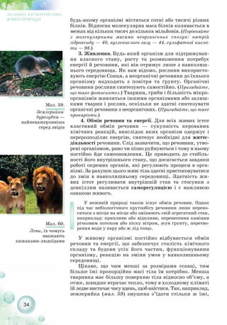 будь якому організмі містяться сотні або тисячі різних
білків. Відносна молекулярна маса білків коливається в
межах від кількох тисяч до кількох мільйонів. (Порівняйте
з молекулярними масами неорганічних сполук: натрій
гідроксиду — 40, вуглекислого газу — 44, сульфатної кисло-
ти — 98.)
3. Живлення. Будь який організм для підтримуван-
ня власного стану, росту та розмноження потребує
енергії й речовини, які він отримує лише з навколиш-
нього середовища. Як вам відомо, рослини використо-
вують енергію Сонця, а неорганічні речовини до їхнього
організму надходять з повітря та ґрунту. Органічні
речовини рослини синтезують самостійно. (Пригадайте,
що таке фотосинтез.) Тварини, гриби і більшість мікро-
організмів живляться іншими організмами або залиш-
ками тварин і рослин, оскільки не здатні синтезувати
органічні речовини з неорганічних. (Пригадайте, що таке
прокаріоти.)
4. Обмін речовин та енергії. Для всіх живих істот
властивий обмін речовин — сукупність керованих
хімічних реакцій, внаслідок яких організм одержує і
перерозподіляє енергію, синтезує необхідні для життє-
діяльності речовини. Слід зазначити, що речовини, утво-
рені організмом, рано чи пізно руйнуються і тому в ньому
постійно йде самооновлення. Це приводить до стабіль-
ності його внутрішнього стану, що досягається завдяки
роботі окремих органів, які регулюють процеси в орга-
нізмі. За рахунок цього живі тіла здатні пристосовуватися
до змін в навколишньому середовищі. Здатність жи-
вих істот регулювати внутрішній стан та стосунки з
довкіллям називається саморегуляцією і є важливою
ознакою живого.
У неживій природі також існує обмін речовин. Однак
під час небіологічного кругообігу речовини лише перено-
сяться з місця на місце або змінюють свій агрегатний стан,
наприклад: припливи або відпливи, перенесення каміння
річковим потоком або піску вітром, зсув ґрунту, перетво-
рення води у пару або ж лід тощо.
У живому організмі постійно відбувається обмін
речовин та енергії, що забезпечує сталість хімічного
складу та будови усіх його частин, функціонування
організму, реакцію на зміни умов у навколишньому
середовищі.
Цікаво, що чим менші за розмірами ссавці, тим
більше їжі пропорційно масі тіла їм потрібно. Менша
тваринка має більшу поверхню тіла відносно об’єму, а
отже, швидше втрачає тепло, тому в холодному кліматі
їй ледве вистачає часу вдень, щоб наїстися. Так, наприклад,
землерийка (мал. 59) змушена з’їдати стільки ж їжі,
34
ЗАГАЛЬНА ХАРАКТЕРИСТИКА
ЖИВОЇ ПРИРОДИ
Мал. 59.
Землерийка
бурозубка —
найненажерливіша
серед звірів
Мал. 60.
Леви, їх чомусь
вважають
хижаками людоїдами
 