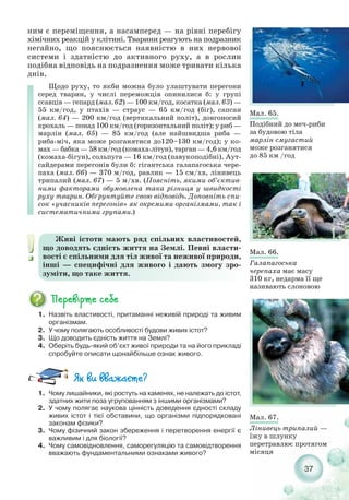 37
ним є переміщення, а насамперед — на рівні перебігу
хімічних реакцій у клітині. Тварини реагують на подразник
негайно, що пояснюється наявністю в них нервової
системи і здатністю до активного руху, а в рослин
подібна відповідь на подразнення може тривати кілька
днів.
Щодо руху, то якби можна було улаштувати перегони
серед тварин, у числі переможців опинилися б: у групі
ссавців — гепард (мал. 62) — 100 км/год, косатка (мал. 63) —
55 км/год, у птахів — страус — 65 км/год (біг), сапсан
(мал. 64) — 200 км/год (вертикальний політ), довгоносий
крохаль — понад 100 км/год (горизонтальний політ); у риб —
марлін (мал. 65) — 85 км/год (але найшвидша риба —
риба міч, яка може розганятися до120–130 км/год); у ко-
мах — бабка — 58 км/год (комаха літун), тарган — 4,6 км/год
(комаха бігун), сольпуга — 16 км/год (павукоподібні). Аут-
сайдерами перегонів були б: гігантська галапагоська чере-
паха (мал. 66) — 370 м/год, равлик — 15 см/хв, лінивець
трипалий (мал. 67) — 5 м/хв. (Поясніть, якими об’єктив-
ними факторами обумовлена така різниця у швидкості
руху тварин. Обґрунтуйте свою відповідь. Доповніть спи-
сок «учасників перегонів» як окремими організмами, так і
систематичними групами.)
Живі істоти мають ряд спільних властивостей,
що доводять єдність життя на Землі. Певні власти-
вості є спільними для тіл живої та неживої природи,
інші — специфічні для живого і дають змогу зро-
зуміти, що таке життя.
1. Назвіть властивості, притаманні неживій природі та живим
організмам.
2. У чому полягають особливості будови живих істот?
3. Що доводить єдність життя на Землі?
4. Оберіть будь який об’єкт живої природи та на його прикладі
спробуйте описати щонайбільше ознак живого.
1. Чому лишайники, які ростуть на каменях, не належать до істот,
здатних жити поза угрупованням з іншими організмами?
2. У чому полягає наукова цінність доведення єдності складу
живих істот і тієї обставини, що організми підпорядковані
законам фізики?
3. Чому фізичний закон збереження і перетворення енергії є
важливим і для біології?
4. Чому самовідновлення, саморегуляцію та самовідтворення
вважають фундаментальними ознаками живого?
Мал. 65.
Подібний до меч риби
за будовою тіла
марлін смугастий
може розганятися
до 85 км /год
Мал. 66.
Галапагоська
черепаха має масу
310 кг, недарма її ще
називають слоновою
Мал. 67.
Лінивець трипалий —
їжу в шлунку
перетравлює протягом
місяця
 