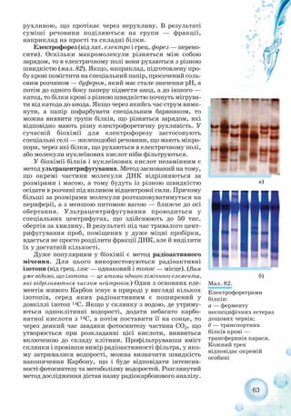 рухливою, що протікає через нерухливу. В результаті
суміші речовини поділяються на групи — фракції,
наприклад на прості та складні білки.
Електрофорез (від лат. електро і грец. форез — перено-
сити). Оскільки макромолекули різняться між собою
зарядом, то в електричному полі вони рухаються з різною
швидкістю (мал. 82). Якщо, наприклад, підготовлену про-
бу крові помістити на спеціальний папір, просочений соль-
овим розчином — буфером, який має стале значення рН, а
потім до одного боку паперу підвести анод, а до іншого —
катод, то білки крові з різною швидкістю почнуть мігрува-
ти від катода до анода. Якщо через якийсь час струм вимк-
нути, а папір пофарбувати спеціальним барвником, то
можна виявити групи білків, що різняться зарядом, які
відповідно мають різну електрофоретичну рухливість. У
сучасній біохімії для електрофорезу застосовують
спеціальні гелі — желеподобні речовини, що мають мікро-
пори, через які білки, що рухаються в електричному полі,
або молекули нуклеїнових кислот ніби фільтруються.
У біохімії білків і нуклеїнових кислот незамінним є
метод ультрацентрифугування. Метод заснований на тому,
що окремі частини молекули ДНК відрізняються за
розмірами і масою, а тому будуть із різною швидкістю
осідати в розчині під впливом відцентрової сили. Причому
більші за розмірами молекули розташовуватимуться на
периферії, а з меншою питомою вагою — ближче до осі
обертання. Ультрацентрифугування проводиться у
спеціальних центрифугах, що здійснюють до 50 тис.
обертів за хвилину. В результаті під час тривалого цент-
рифугування проб, поміщених у дуже міцні пробірки,
вдається не просто розділити фракції ДНК, але й виділити
їх у достатній кількості.
Дуже популярним у біохімії є метод радіоактивного
мічення. Для цього використовуються радіоактивні
ізотопи (від грец. ізос — однаковий і топос — місце). (Вам
уже відомо, що ізотопи — це атоми одного хімічного елемента,
які відрізняються числом нейтронів.) Один з основних еле-
ментів живого Карбон існує в природі у вигляді кількох
ізотопів, серед яких радіоактивним є поширений у
довкіллі ізотоп 14С. Якщо у склянку з водою, де утриму-
ються одноклітинні водорості, додати небагато карбо-
натної кислоти з 14С, а потім поставити її на сонце, то
через деякий час завдяки фотосинтезу частина СО2, що
утворюється при розкладанні цієї кислоти, виявиться
включеною до складу клітини. Профільтрувавши вміст
склянки і провівши вимір радіоактивності фільтра, у яко-
му затрималися водорості, можна визначити швидкість
накопичення Карбону, що і буде відповідати інтенсив-
ності фотосинтезу та метаболізму водоростей. Розглянутий
метод дослідження дістав назву радіокарбонового аналізу.
63
Мал. 82.
Електрофореграми
білків:
а — ферменту
неспецифічних естераз
дощових червів;
б — транспортних
білків крові —
трансферинів карася.
Кожний трек
відповідає окремій
особині
а)
б)
 