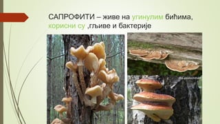 САПРОФИТИ – живе на угинулим бићима,
корисни су ,гљиве и бактерије
 