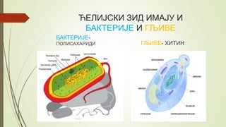 ЋЕЛИЈСКИ ЗИД ИМАЈУ И
БАКТЕРИЈЕ И ГЉИВЕ
БАКТЕРИЈЕ-
ПОЛИСАХАРИДИ ГЉИВЕ- ХИТИН
 
