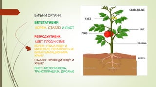 БИЉНИ ОРГАНИ
ВЕГЕТАТИВНИ:
КОРЕН, СТАБЛО И ЛИСТ
РЕПРОДУКТИВНИ:
ЦВЕТ, ПЛОД И СЕМЕ
КОРЕН: УПИЈА ВОДУ И
МИНЕРАЛЕ,ПРИЧВРШЋУЈЕ
БИЉКУ,МАГАЦИОНИРА
ХРАНУ
СТАБЛО: ПРОВОДИ ВОДУ И
ХРАНУ
ЛИСТ: ФОТОСИНТЕЗА,
ТРАНСПИРАЦИЈА, ДИСАЊЕ
 