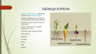 ОБЛИЦИ КОРЕНА
КОРЕНСКЕ ДЛАЧИЦЕ – ИЗДУЖЕНЕ
ЋЕЛИЈЕ КОЈЕ УПИЈАЈУ ВОДУ
ЕРОЗИЈА ЗЕМЉИШТА- СПИРАЊЕ
УСЛЕД КИШЕ КАДА НЕМА БИЉАКА
КОРЕНСКА КАПА –ШТИТИ КОРЕН
ПРИ РАСТУ
КОРЕН УВЕК РАСТЕ У ПРАВЦУ
ЗЕМЊИНЕ ТЕЖЕ
КОРЕНАК УВЕК ИЗНИЧЕ ПРВИ
ШАРГАРЕПА
ЦВЕКЛА
РОТКВА
РЕПА
РЕН
ЦЕЛЕР
 