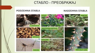 СТАБЛО - ПРЕОБРАЖАЈ
 