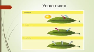 Улоге листа
 