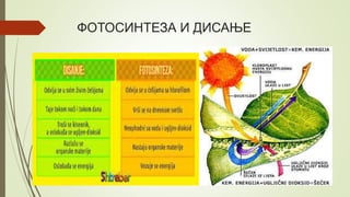 ФОТОСИНТЕЗА И ДИСАЊЕ
 