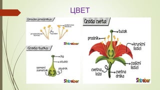 ЦВЕТ
 