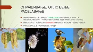 ОПРАШИВАЊЕ, ОПЛОЂЕЊЕ,
РАСЕЈАВАЊЕ
 ОПРАШИВАЊЕ –ЈЕ ПРОЦЕС ПРЕНОШЕЊА ПОЛЕНОВОГ ЗРНА СА
ПРАШНИКА НА ЖИГ ТУЧКА( инсекти, ветар, вода, пузеви,слепи мишеви)
 ОПЛОЂЕЊЕ – ЈЕ ПРОЦЕС СПАЈАЊА МУШКЕ И ЖЕНСКЕ ПОЛНЕ ЋЕЛИЈЕ
 РАСЕЈАВАЊЕ ЈЕ РАЗНОШЕЊЕ ПЛОДА
 