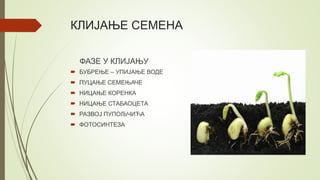 КЛИЈАЊЕ СЕМЕНА
ФАЗЕ У КЛИЈАЊУ
 БУБРЕЊЕ – УПИЈАЊЕ ВОДЕ
 ПУЦАЊЕ СЕМЕЊАЧЕ
 НИЦАЊЕ КОРЕНКА
 НИЦАЊЕ СТАБАОЦЕТА
 РАЗВОЈ ПУПОЉЧИЋА
 ФОТОСИНТЕЗА
 