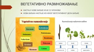 ВЕГЕТАТИВНО РАЗМНОЖАВАЊЕ
 НАСТАЈУ НОВЕ БИЉКЕ КОЈЕ СУ КЛОНОВИ
 НОВА БИЉКА НАСТАЈЕ ИЗ НЕКОГ ВЕГЕТАТИВНОГ ДЕЛА БИЉКЕ
 