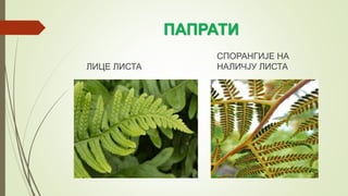 ПАПРАТИ
ЛИЦЕ ЛИСТА
СПОРАНГИЈЕ НА
НАЛИЧЈУ ЛИСТА
 