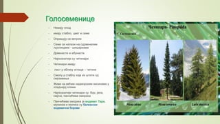 Голосеменице
- Немају плод
- имају стабло, цвет и семе
- Опрашују се ветром
- Семе се налази на одрвенелим
љуспицама - шишаркама
- Дрвенасте и жбунасте
- Најпознатији су четинари
- Четинари имају:
- лист у облику иглице – четине
- Смолу у стаблу која их штити од
смрзавања
- Живе на већим надморским висинама у
хладнијој клими
- Најпознатији четинари су: бор, јела,
смрча, панчићева оморика
- Панчићева оморика је ендемит Таре,
мунинка и молика су балкански
ендемични борови
 