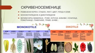 СКРИВЕНОСЕМЕНИЦЕ
 РАЗВИЈЕНИ КОРЕН, СТАБЛО, ЛИСТ, ЦВЕТ, ПЛОД И СЕМЕ
 МОНОКОТИЛЕДОНЕ И ДИКОТИЛЕДОНЕ
 ВЕЛИКИ БРОЈ ФАМИЛИЈА : РУЖЕ, КУПУСИ, БОБОВИ, УСНАТИЦЕ,
ПОМОЋНИЦЕ, ГЛАВОЧИКЕ, ТРАВЕ, БУКВЕ...
 