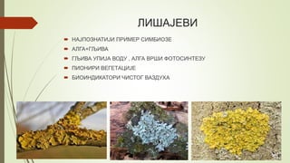 ЛИШАЈЕВИ
 НАЈПОЗНАТИЈИ ПРИМЕР СИМБИОЗЕ
 АЛГА+ГЉИВА
 ГЉИВА УПИЈА ВОДУ , АЛГА ВРШИ ФОТОСИНТЕЗУ
 ПИОНИРИ ВЕГЕТАЦИЈЕ
 БИОИНДИКАТОРИ ЧИСТОГ ВАЗДУХА
 