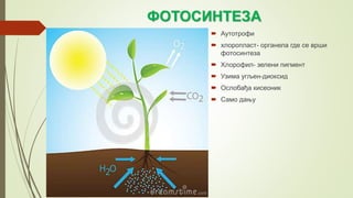 ФОТОСИНТЕЗА
 Аутотрофи
 хлоропласт- органела где се врши
фотосинтеза
 Хлорофил- зелени пигмент
 Узима угљен-диоксид
 Ослобађа кисеоник
 Само дању
 