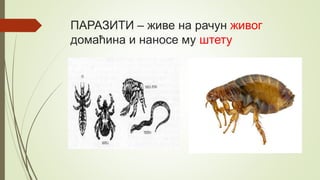 ПАРАЗИТИ – живе на рачун живог
домаћина и наносе му штету
 