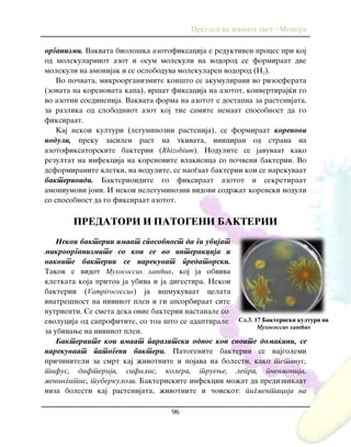 Pregled na `iviot svet - Monera
96
organizmi. Vakvata biolo{ka azotofiksacija e reduktiven proces pri koj
od molekularniot azot i osum molekuli na vodorod se formiraat dve
molekuli na amonijak i se osloboduva molekularen vodorod (N2).
Vo po~vata, mikroorganizmite koi{to se akumulirani vo rizosferata
(zonata na korenovata kapa), vr{at fiksacija na azotot, konvertiraj}i go
vo azotni soedinenija. Vakvata forma na azotot e dostapna za rastenijata,
za razlika od slobodniot azot koj tie samite nemaat sposobnost da go
fiksiraat.
Kaj nekoi kulturi (leguminozni rastenija), se formiraat korenovi
noduli, preku zasilen rast na tkivata, iniciran od strana na
azotofiksatorskite bakterii (Rhizobium). Nodulite se javuvaat kako
rezultat na infekcija na korenovite vlaknenca so po~veni bakterii. Vo
deformiranite kletki, na nodulite, se nao|aat bakterii koi se narekuvaat
bakterioidi. Bakterioidite go fiksiraat azotot i sekretiraat
amoniumovi joni. I nekoi neleguminozni vidovi sodr`at korenski noduli
so sposobnost da go fiksiraat azotot.
PREDATORI I PATOGENI BAKTERII
Nekoi bakterii imaat sposobnost da gi ubijat
mikroorganizmite so koi se vo interakcija i
vakvite bakterii se narekuvat predatorski.
Takov e vidot Myxococcus xanthus, koj ja obviva
kletkata koja pritoa ja ubiva i ja digestira. Nekoi
bakterii (Vampirococcus) ja v{mukuvaat celata
vnatre{nost na nivniot plen i gi apsorbiraat site
nutrienti. Se smeta deka ovie bakterii nastanale so
evolucija od saprofitite, so toa {to se adaptirale
za ubivawe na nivniot plen.
Bakteriite koi imaat parazitski odnos kon svoite doma}ini, se
narekuvaat patogeni bakteri. Patogenite bakterii se najgolemi
pri~initeli za smrt kaj `ivotnite i pojava na bolesti, kako tetanus,
tifus, difterija, sifilis, kolera, truewe, lepra, pnevmonija,
meningitis, tuberkuloza. Bakteriskite infekcii mo`at da predizvikaat
niza bolesti kaj rastenijata, `ivotnite i ~ovekot: pigmentacija na
Сл.3. 17 Bakteriski kulturi na
Myxococcus xanthus
 
