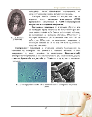 Istra`uvawe vo biologijata
21
instrument bilo ovozmo`eno nabquduvawe na
mikroorganizmite i nivno detalno prou~uvawe.
Postojat pove}e tipovi na mikroskopi koi se
koristat denes: svetlosni, elektronski (TEM-
transmision elektronski i SEM-semielektronski
mikroskop) i skenira~ki mikroskopi.
Svetlosniot mikroskop go zgolemuva objektot {to
se nabquduva preku minuvawe na svetlosniot zrak niz
edna ili niz pove}e le}i. Le}ata koja se nao|a poblisku
do primerokot se narekuva objektiv. Objektivot ja
naso~uva svetlinata do okularnata le}a niz koja se
nabquduva. Objektivot na svetlosniot mikroskop ja
zgolemuva slikata za 10, 40 ili 400 pati od negovata
prirodna golemina.
Elektronskiot mikroskop ja zgolemuva slikata blagodarenie na
snopovite od elektroni ~ie dvi`ewe e magnetno naso~eno i ovie
mikroskopi se mnogu pomo}ni od svetlosnite. Transmisiskite
elektronski mikroskopi ja zgolemuvaat slikata do 2 milioni pati, dodeka
semi-elektronskite mikroskopi do 50.000 pati od nejzinata vistinska
golemina.
Сл.1. 2 Левенхук
(Levenhoek)
Сл.1. 3 Bakterijata Escherichia coli na svetlosen (levo) i elektronski mikroskop
(desno)
 