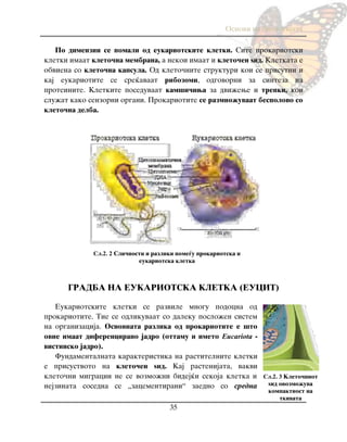 Osnovi na biologijata
35
Po dimenzii se pomali od eukariotskite kletki. Site prokariotski
kletki imaat kleto~na membrana, a nekoi imaat i kleto~en yid. Kletkata e
obviena so kleto~na kapsula. Od kleto~nite strukturi koi se prisutni i
kaj eukariotite se sre}avaat ribozomi, odgovorni za sinteza na
proteinite. Kletkite poseduvaat kam{i~iwa za dvi`ewe i trepki, koi
slu`at kako senzorni organi. Prokariotite se razmno`uvaat bespolovo so
kleto~na delba.
GRADBA NA EUKARIOTSKA KLETKA (EUCIT)
Eukariotskite kletki se razvile mnogu podocna od
prokariotite. Tie se odlikuvaat so daleku poslo`en sistem
na organizacija. Osnovnata razlika od prokariotite e {to
ovie imaat diferencirano jadro (ottamu i imeto Eucariota -
vistinsko jadro).
Fundamentalnata karakteristika na rastitelnite kletki
e prisustvoto na kleto~en yid. Kaj rastenijata, vakvi
kleto~ni migracii ne se vozmo`ni bidej}i sekoja kletka i
nejzinata sosedna se „zacementirani“ zaedno so sredna
Сл.2. 3 Kleto~niot
yid ovozmo`uva
kompaktnost na
tkivata
Сл.2. 2 Sli~nosti i razliki pome|u prokariotska i
eukariotska kletka
 