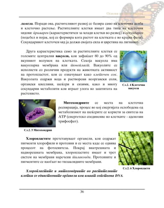Osnovi na biologijata
36
lamela. Poradi ova, rastitelniot razvoj se bazira samo na kleto~na delba
i kleto~no rastewe. Rastitelnite kletki imaat dva tipa na kleto~ni
yidovi: primaren (karakteristi~en za mladi kletki vo razvoj) i sekundaren
(podebel i pojak, koj se formira koga rastot na kletkata e vo krajna faza).
Sekundarniot kleto~en yid ja dol`i svojata sila i cvrstina na ligninot.
Druga karakteristika samo za rastitelnite kletki se
golemite centralni vakuoli, koi zafa}aat 80 do 90% od
vkupniot volumen na kletkata. Sekoja vakuola ima
vakuolarna membrana ili tonoplast. Vakuolite se
ispolneti so razli~ni produkti na `ivotnata aktivnost
na protoplastot, koi se ozna~uvaat kako kleto~en sok.
Vakuolata sodr`i voda i rastvoreni neorganski soli,
organski kiselini, {e}eri i enzimi, kako i mnogu
sekundarni metaboliti koi igraat uloga vo za{titata na
rastenieto.
Mitohondriite se mesta na kleto~na
respiracija, proces vo koj energijata oslobodena od
metabolizmot na {e}erite se koristi za sinteza na
ATR (energetsko soedinenie vo kletkite - adenozin
trifosfat).
Hloroplastite pretstavuvaat organeli, koi sodr`at
pigmenti hlorofili i proteini i se mesta kade se odviva
procesot na fotosinteza. Pokraj vnatre{nata i
nadvore{nata membrana, hloroplastite imaat i tret
sistem na membrani nare~eni tilakoidi. Proteinite i
pigmentite se nao|aat vo tilakoidnite membrani.
Hloroplastite i mitohondriite vo rastitelnite
kletki se edinstvenite organeli koi imaat sopstvena DNA.
Сл.2. 4 Kleto~na
vakuola
Сл.2. 5 Mitohondrii
Сл.2. 6 Hloroplasti
 