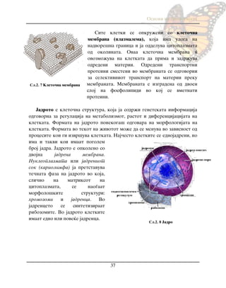 Osnovi na biologijata
37
Site kletki se opkru`eni so kleto~na
membrana (plazmalema), koja ima uloga na
nadvore{na granica i ja oddeluva citoplazmata
od okolinata. Ovaa kleto~na membrana ñ
ovozmo`uva na kletkata da prima i zadr`uva
odredeni materii. Odredeni transportni
proteini smesteni vo membranata se odgovorni
za selektivniot transport na materii preku
membranata. Membranata e izgradena od dvoen
sloj na fosfolipidi vo koj se vmetnati
proteini.
Jadroto e kleto~na struktura, koja ja sodr`i genetskata informacija
odgovorna za regulacija na metabolizmot, rastot i diferencijacijata na
kletkata. Formata na jadroto ponekoga{ odgovara na morfologijata na
kletkata. Formata vo tekot na `ivotot mo`e da se menuva vo zavisnost od
procesite koi gi izvr{uva kletkata. Naj~esto kletkite se ednojadreni, no
ima i takvi koi imaat pogolem
broj jadra. Jadroto e opkoleno so
dvojna jadrena membrana.
Nukleoplazmata ili jadreniot
sok (kariolimfa) ja pretstavuva
te~nata faza na jadroto vo koja,
sli~no na matriksot na
citoplazmata, se nao|aat
morfolo{kite strukturi:
hromozomi i jadrenca. Vo
jadrenceto se sintetiziraat
ribozomite. Vo jadroto kletkite
imaat edno ili pove}e jadrenca.
Сл.2. 7 Kleto~na membrana
Сл.2. 8 Jadro
 