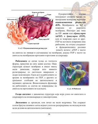 Osnovi na biologijata
38
Eukariotskite kletki
poseduvaat slo`ena mre`a na
vnatre{ni membrani nare~eni
endoplazmati~en retikulum
(ER). Membranata na ER e
povrzana so jadrenata
membrana. Postojat dva tipa
na ER: mazen ili agranularen
(aGER) i granularen (GER),
koi se povrzani eden so drug.
GER na negovata povr{ina ima
ribozomi, pa ottuka sleduvaat
i funkcionalnite razliki
pome|u istite: aGER e mesto
na sinteza na lipidi i sostavuvawe na membrani, dodeka GER e mesto na
sinteza na membranski proteini i proteini za sekrecija.
Ribozomite se sitni telca so top~esta
forma, prisutni vo site `ivi kletki. Ovie
strukturi nemaat membrana i imaat mnogu
mali dimenzii, poradi {to nivnoto
registrirawe so svetlosen mikroskop e
skoro nevozmo`no. Eden del od ribozomite se
vrzani za membranite na GER, a drugite se
sre}avaat slobodni vo citoplazmata i
nejzinite organeli. Fiziolo{kata funkcija
na ribozomite se sostoi vo izvr{uvawe na
sinteza na proteinite vo kletkata.
Golxi sistemot e dinami~na struktura koja igra uloga vo sintezata i
sekrecijata na polisaharidi i glikoproteini.
Lizozomite se organeli, koi li~at na mali meur~iwa. Tie sodr`at
golem broj na enzimi i zatoa igraat uloga vo razgraduvawe na molekuli ili
celi delovi na citoplazmata (avtoliza).
Сл.2. 9 Endoplazmati~en retikulum
Сл.2. 10 Ribozom
 