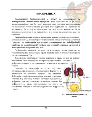 Osnovi na biologijata
51
EKSKRECIJA
Ekskrecijata (izla~uvaweto) e proces na eliminirawe na
nepotrebnite metaboli~ki produkti. Koga edinkite ne bi ja imale
vakvata sposobnost tie bi gi akumulirale ovie toksi~ni materii, koi }e
gi blokiraat metaboli~kite reakcii koi normalno se odvivaat vo
organizmot. Vo slu~aj na blokirawe na ovoj proces kompletno bi se
naru{ila homeostazata na organizmot, {to mo`e da dovede i do smrt na
edinkata.
Ekskrecijata mo`e da zna~i izla~uvawe na nepotrebnite materii preku
ko`ata (potewe), belite drobovi (di{ewe) i preku bubrezite (mokrewe).
Procesot na defekacija pretstavuva eliminirawe na nepotrebnite
materii od digestivniot sistem, koi nemaat hranliva vrednost i
neiskoristeni minuvaat niz nego.
Rastenijata vi{okot na voda go izla~uvaat preku procesot na
transpiracija (vo najgolem del preku listot), kako i preku respiracijata
(go otstranuvaat SO2).
@ivotnite produciraat mo~na kiselina i urea, vo koi se sodr`at
rastvoreni site nepotrebni materii od organizmot. Tie preku
isfrlawe na urinata gi eliminiraat toksi~nite materii od
teloto.
Sistemot za ekskrecija ne e ist kaj site
organizmi. Kaj ponisko organiziranite formi toj e
pretstaven so cev~esti bubrezi. Kaj cica~ite
bubrezite se najsovr{eno gradeni i vo niv se sozdava
urinata. Kaj niv sekoj bubreg e izgraden od nefroni, a
nefronot, pak, od glomerulus i izvieno kanal~e. Vo
nefronite se vr{i pro~istuvawe na krvta od
toksi~nite materii i tie preku urinata se isfrlaat od
teloto.
Сл.2. 19 Sistem za ekskrecija kaj
~ovekot
 