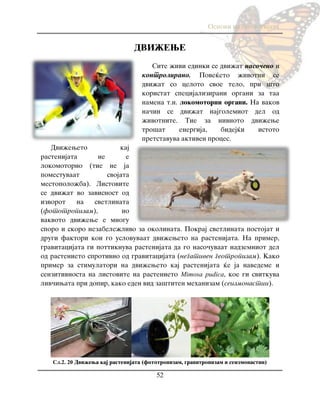 Osnovi na biologijata
52
DVI@EWE
Site `ivi edinki se dvi`at naso~eno i
kontrolirano. Pove}eto `ivotni se
dvi`at so celoto svoe telo, pri {to
koristat specijalizirani organi za taa
namena t.n. lokomotorni organi. Na vakov
na~in se dvi`at najgolemiot del od
`ivotnite. Tie za nivnoto dvi`ewe
tro{at energija, bidej}i istoto
pretstavuva aktiven proces.
Dvi`eweto kaj
rastenijata ne e
lokomotorno (tie ne ja
pomestuvaat svojata
mestopolo`ba). Listovite
se dvi`at vo zavisnost od
izvorot na svetlinata
(fototropizam), no
vakvoto dvi`ewe e mnogu
sporo i skoro nezabele`livo za okolinata. Pokraj svetlinata postojat i
drugi faktori koi go uslovuvaat dvi`eweto na rastenijata. Na primer,
gravitacijata gi pottiknuva rastenijata da go naso~uvaat nadzemniot del
od rastenieto sprotivno od gravitacijata (negativen geotropizam). Kako
primer za stimulatori na dvi`eweto kaj rastenijata }e ja navedeme i
senzitivnosta na listovite na rastenieto Mimosa pudica, koe gi svitkuva
liv~iwata pri dopir, kako eden vid za{titen mehanizam (seizmonastii).
Сл.2. 20 Dvi`ewa kaj rastenijata (fototropizam, gravitropizam i seizmonastii)
 