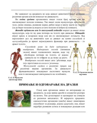 Osnovi na biologijata
53
Vo zavisnost od sredinata vo koja `iveat `ivotnite imaat razvieno
razli~ni organi koi im pomagaat vo dvi`eweto.
Vo vodna sredina organizmite imaat golem broj organi koi im
ovozmo`uvaat polesno plivawe. Tie imaat lesna muskulatura, vretenesto
telo, silna opa{ka, razvieni perki, riben meur i mnogu masti vo teloto
(za da bidat polesni od vodata so {to polesno i pobrzo }e plivaat).
@ivite organizmi koi go naseluvaat kopnoto moraat da imaat silna
muskulatura, koja }e mu dava potpora na teloto pri dvi`ewe. Pticite
imaat krila i vozdu{en meur koi im go ovozmo`uvaat letaweto. Kaj
najgolemiot del od `ivotnite koi se dvi`at na kopno skeletot i
muskulaturata ja vr{at najzaslu`nata funkcija pri dvi`eweto - go
dr`at teloto.
Skeletot mo`e da bide nadvore{en i
vnatre{en. Nadvore{en skelet (hitinski
oklop) imaat ~lenkonogite vidovi, kade toj
obezbeduva potpora na teloto, sé dodeka
edinkata ne go otfrli za da mo`e da raste.
Vnatre{en skelet imaat site „rbetnici, kade
toj e pretstaven so koski i „rskavici.
Muskulniot sistem e razli~no graden kaj
razli~ni vidovi organizmi. Za dvi`eweto
funkcionalnost poka`uvaat skeletnite muskuli,
koi go ovozmo`uvaat svitkuvaweto na zglobovite.
PRIMAWE I ODGOVARAWE NA DRAZBI
Sekoj `iv organizam `ivee vo interakcija so
sredinata, od koja prima drazbi i soodvetno reagira
na istite. Tie detektiraat i odgovaraat na stimuli
so razli~en intenzitet. I najprosto gradenite
ednokleto~ni organizmi (ameba) imaat limitirana
sposobnost za reakcija, dodeka cica~ite, pak, imaat
najdobro razvieni setila i poka`uvaat reakcii kon
Сл.2. 21 Skeleten sistem
kaj ~ovek
Сл.2. 22 Muskulen
sistem kaj ~ovek
 