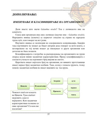 Osnovi na biologijata
57
DOPOLNUVAWE:
IMENUVAWE I KLASIFICIRAWE NA ORGANIZMITE
Dali znaete {to zna~i Galanthus nivalis? Toa e latinskoto ime na
koki~eto.
Sekoj `iv organizam ima svoe latinsko (nau~no ime - Galanthus nivalis).
Narodnite imiwa (koki~e) se koristat lokalno od strana na odredena
grupa lu|e, koi govorat na ist jazik.
Nau~nite imiwa se neophodni vo sekojdnevnata komunikacija, bidej}i
taka nau~nicite }e mo`at da bidat sigurni deka govorat za isti ne{ta, a
istovremeno na toj na~in mo`at da imenuvaat i drugi organizmi koi
dotoga{ ne bile poznati.
Klasifikacijata e potrebna za rasporeduvawe na organizmite vo grupi
spored nekoi nivni zaedni~ki karakteristiki. Preku klasifikacijata e
olesneto u~eweto na ogromniot broj vidovi vo svetot.
Carstvata imaat najgolem broj na organizmi, no nivnite pretstavnici
imaat najmal broj zaedni~ki osobini. Taka, kolku e pomala grupata, tolku
pove}e zaedni~ki osobini }e imaat vidovite od taa grupa.
^ovekot spa|a vo klasata
na Cica~i. Tuka spa|aat
yverovite, kako i
majmunite. Koi zaedni~ki
karakteristiki gi imame so
ovie organizmi? So koi sme
posli~ni?
 