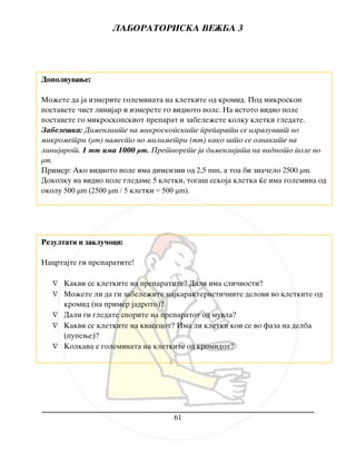 LABORATORISKA VE@BA 3
61
Rezultati i zaklu~oci:
Nacrtajte gi preparatite!
 Kakvi se kletkite na preparatite? Dali ima sli~nosti?
 Mo`ete li da gi zabele`ite najkarakteristi~nite delovi vo kletkite od
kromid (na primer jadroto)?
 Dali gi gledate sporite na preparatot od muvla?
 Kakvi se kletkite na kvasecot? Ima li kletki koi se vo faza na delba
(pupewe)?
 Kolkava e goleminata na kletkite od kromidot?
Dopolnuvawe:
Mo`ete da ja izmerite goleminata na kletkite od kromid. Pod mikroskop
postavete ~ist linijar i izmerete go vidnoto pole. Na istoto vidno pole
postavete go mikroskopskiot preparat i zabele`ete kolku kletki gledate.
Zabele{ka: Dimenziite na mikroskopskite preparati se izrazuvaat vo
mikrometri (μm) namesto vo milimetri (mm) kako {to se oznakite na
linijarot. 1 mm ima 1000 μm. Pretvorete ja dimenzijata na vidnoto pole vo
μm.
Primer: Ako vidnoto pole ima dimenzii od 2,5 mm, a toa bi zna~elo 2500 μm.
Dokolku na vidno pole gledame 5 kletki, toga{ sekoja kletka }e ima golemina od
okolu 500 μm (2500 μm / 5 kletki = 500 μm).
 Kakvi se kletkite na kromidot? Kolku kletki gledate na vidno pole?
 Dali ima razlika vo obojuvaweto na ko`ata?
 Kakva e ko`ata na `abata?
 Kakva e razlikata vo gradbata na prednite i zadnite ekstremiteti? [to
uka`uva ovaa razlika?
 Kakov e jazikot na `abata?
 Kade se locirani organite za sluh?
 Koi organski sistemi gi vidovte? Kako se izgradeni?
ZADOL@ITELNO NOSETE LABORATORISKI RAKAVICI DODEKA
RABOTITE! NA KRAJOT OD VE@BATA SREDETE GO RABOTNOTO
MESTO I @ABITE ISFRLETE GI NA SOODVETNO MESTO, KOE ]E VI
GO POSO^I NASTAVNIKOT. IZMIJTE GI RACETE!
 