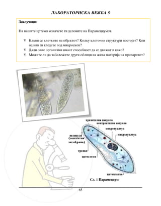 LABORATORISKA VE@BA 5
65
Zaklu~oci:
Na va{ite crte`i ozna~ete gi delovite na Parameciumot.
 Kakvi se kletkite na objektot? Kolku kleto~ni strukturi postojat? Koi
od niv gi gledate pod mikroskop?
 Dali ovie organizmi imaat sposobnost da se dvi`at i kako?
 Mo`ete li da zabele`ite drugi oblici na `iva materija na preparatot?
Сл. 1 Paramecium
 