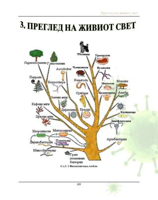 Pregled na `iviot svet
69
Сл.3. 1 Filogenetsko steblo
 