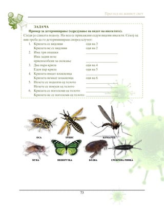 Pregled na `iviot svet
73
ZADA^A
Primer za determinirawe (odreduvawe na vidot na insektite).
Sledi ja slikata podolu. Na nea se prika`ani sedum vidovi insekti. Sekoj od
niv treba da go deteriminira{ spored klu~ot:
1. Krilata se vidlivi odi na 3
Krilata ne se vidlivi odi na 2
2. Ima tri opa{ki ____________________
Ima zadni noze
prisposobeni za skokawe ____________________
3. Dva para krila odi na 4
Eden par krila odi na 5
4. Krilata imaat vlaknenca ____________________
Krilata nemaat vlaknenca odi na 6
5. Nozete se podolgi od teloto ____________________
Nozete se pokusi od teloto ____________________
6. Krilata se pogolemi od teloto ____________________
Krilata ne se pogolemi od teloto ____________________
 