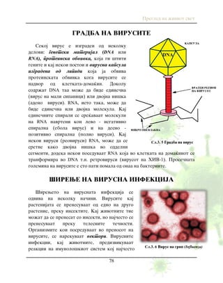 Pregled na `iviot svet
78
GRADBA NA VIRUSITE
Sekoj virus e izgraden od nekolku
delovi: genetski materijal (DNA ili
RNA), proteinska obvivka, koja gi {titi
genite i kaj nekoi postoi i virusna kapsula
izgradena od lipidi koja ja obviva
proteinskata obvivka koga virusite se
nadvor od kletkata-doma}in. Dokolu
sodr`at DNA taa mo`e da bide edine~na
(virus na mali sipanici) ili dvojna ni{ka
(adeno virusi). RNA, isto taka, mo`e da
bide edine~na ili dvojna molekula. Kaj
edine~nite spirali se sre}avaat molekuli
na RNA navrteni kon levo - negativno
spiralna (ebola virus) i na desno -
pozitivno spiralna (polio virusi). Kaj
nekoi virusi (reovirusi) RNA, mo`e da se
sretne kako dvojna ni{ka vo oddelni
segmenti, dodeka nekoi poseduvaat RNA koja vo kletkata na doma}inot se
tranformira vo DNA t.n. retrovirusi (virusot na HIV-1). Prose~nata
golemina na virusite e sto pati pomala od onaa na bakteriite.
[IREWE NA VIRUSNA INFEKCIJA
[ireweto na virusnata infekcija se
odviva na nekolku na~ini. Virusite kaj
rastenijata se prenesuvaat od edno na drugo
rastenie, preku insektite. Kaj `ivotnite tie
mo`at da se prenesat so insekti, no naj~esto se
prenesuvaat preku telesnite te~nosti.
Organizmite koi posreduvaat vo prenosot na
virusite, se narekuvaat vektori. Virusnite
infekcii, kaj `ivotnite, predizvikuvaat
reakcii na imunolo{kiot sistem koj naj~esto Сл.3. 6 Virus na grip (Influenza)
Сл.3. 5 Gradba na virus
 