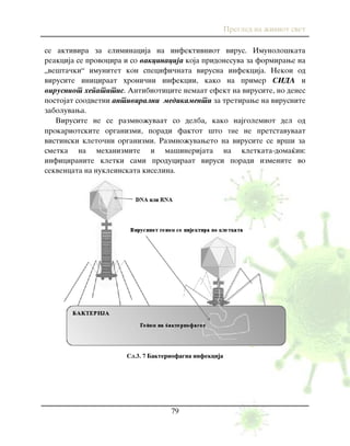 Pregled na `iviot svet
79
se aktivira za eliminacija na infektivniot virus. Imunolo{kata
reakcija se provocira i so vakcinacija koja pridonesuva za formirawe na
„ve{ta~ki“ imunitet kon specifi~nata virusna infekcija. Nekoi od
virusite iniciraat hroni~ni infekcii, kako na primer SIDA i
virusniot hepatitis. Antibioticite nemaat efekt na virusite, no denes
postojat soodvetni antiviralni medikamenti za tretirawe na virusnite
zaboluvawa.
Virusite ne se razmno`uvaat so delba, kako najgolemiot del od
prokariotskite organizmi, poradi faktot {to тие ne pretstavuvaat
vistinski kleto~ni organizmi. Razmno`uvaweto na virusite se vr{i za
smetka na mehanizmite i ma{inerijata na kletkata-doma}in:
inficiranite kletki sami produciraat virusi poradi izmenite vo
sekvencata na nukleinskata kiselina.
Сл.3. 7 Bakteriofagna infekcija
 