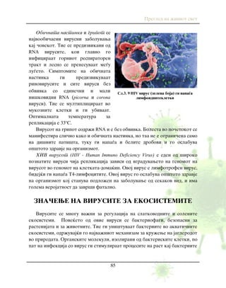 Pregled na `iviot svet
85
Obi~nata nastinka i gripot se
najvoobi~aeni virusni zaboluvawa
kaj ~ovekot. Tie se predizvikani od
RNA virusite, koi glavno go
inficiraat gorniot respiratoren
trakt i lesno se prenesuvaat me|u
lu|eto. Simptomite na obi~nata
nastinka gi predizvikuvaat
rinovirusite i site virusi bez
obvivka so edine~ni i mali
ni{kovidni RNA (picorna i corona
virusi). Tie se multipliciraat vo
mukoznite kletki i gi ubivaat.
Optimalnata temperatura za
replikacija e 33o
S.
Virusot na gripot sodr`i RNA i e bez obvivka. Bolesta vo po~etokot se
manifestira sli~no kako i obi~nata nastinka, no taa ne e ograni~ena samo
na di{nite pati{ta, tuku gi napa|a i belite drobovi i go oslabuva
op{toto zdravje na organizmot.
HIV virusot (HIV - Human Immuno Deficiency Virus) e eden od {iroko
poznatite virusi ~ija replikacija zavisi od vgraduvaweto na genomot na
virusot vo genomot na kletkata-doma}in. Ovoj virus e limfotrofen virus,
bidej}i gi napa|a T4-limfocitite. Ovoj virus go oslabuva op{toto zdravje
na organizmot koj stanuva podlo`en na zaboluvawe od sekakov vid, i ima
golema verojatnost da zavr{i fatalno.
ZNA^EWE NA VIRUSITE ZA EKOSISTEMITE
Virusite se mnogu va`ni za regulacija na slatkovodnite i solenite
ekosistemi. Pove}eto od ovie virusi se bakteriofagi, bezopasni za
rastenijata i za `ivotnite. Tie gi uni{tuvaat bakteriite vo akvati~nite
ekosistemi, odr`uvaj}i go najva`niot mehanizam za kru`ewe na jaglerodot
vo prirodata. Organskite molekuli, izolirani od bakteriskite kletki, po
pat na infekcija so virus gi stimuliraat procesite na rast kaj bakteriite
Сл.3. 9 HIV virus (zelena boja) gi napa|a
limfoidnitekletki
 