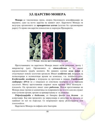 Pregled na `iviot svet - Monera
88
3.5. CARSTVO MONERA
Monera se taksonomska grupa, spored biolo{kata klasifikacija na
vidovite, edno od pette carstva na `iviot svet. Carstvoto Monera gi
vklu~uva organizmite so prokariotski kletki (kletki bez organizirano
jadro). So pravo ova carstvo ponekoga{ se narekuva Prokariota.
Сл.3. 11 Monera - nekolku pretstavnici na bakterii
Pretstavnicite na carstvoto Monera imaat mali dimenzii, okolu 1
mikrometar (m). Organizmite se ednokleto~ni i ja imaat
najednostavnata gradba voop{to. Vo nivnite kletki nema jadro i
otsustvuvaat pove}e kleto~ni organeli. Imaat kleto~en yid, izgraden od
polisaharidi i polipeptidi vrzani vo kompleks, t.n. peptidoglukan.
Kleto~nata membrana e izgradena od proteini i lipidi. Genetskiot
materijal (DNA) ne e opkru`en so sopstvena membrana i se narekuva
nukleoid. Mnogu pretstavnici sodr`at mali kru`ni DNA molekuli -
plazmidi. Od organelite imaat samo ribozomi. Nekoi pretstavnici na
Monera imaa trepki i kam{i~iwa na povr{inata na teloto koi im slu`at
kako setilni organi, organi za pricvrstuvawe i za dvi`ewe.
Reprodukcijata e bespolova, so binarna fisija ili polova so
konjugacija. Kaj niv procesite na cirkulacija i digestija na hranata se
odvivaat po pat na difuzija. Se ishranuvaat preku fotosinteza ili
hemosinteza.
Carstvoto Monera gi opfa}a site bakterii.
 
