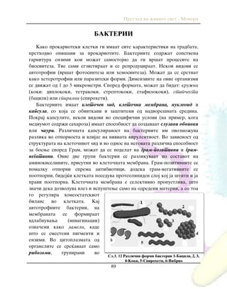Pregled na `iviot svet - Monera
89
BAKTERII
Kako prokariotski kletki gi imaat site karakteristiki na gradbata,
prethodno opi{ani za prokariotite. Bakteriite sodr`at sopstvena
garnitura enzimi koi mo`at samostojno da gi vr{at procesite na
biosinteza. Tie sami egzistiraat i se reproduciraat. Nekoi vidovi se
avtotrofni (vr{at fotosinteza ili hemosinteza). Mo`at da se sretnat
kako heterotrofni ili parazitski formi. Dimenziite na ovie organizmi
se dvi`at od 1 do 5 mikrometri. Spored formata, mo`at da bidat: kru`ni
(koki: diplokoki, tetrakoki, streptokoki, stafilokoki), stap~esti
(bacili) ili spiralni (spiroheti).
Bakteriite imaat kleto~en yid, kleto~na membrana, nukleoid i
kapsula, so koja se obvitkani i za{titeni od nadvore{nata sredina.
Pokraj kapsulite, nekoi vidovi vo specifi~ni uslovi (na primer, koga
mediumot sodr`i saharoza) imaat sposobnost da sozdavaat sluzavi obvivki
ili ~auri. Razli~nata kapsuliranost na bakteriite im ovozmo`uva
razlika vo otpornosta i vlijae na nivnata virulentnost. Vo zavisnost od
strukturata na kleto~niot yid i vo odnos na negovata razli~na sposobnost
za boewe spored Gram, mo`at da se podelat na gram-pozitivni i gram-
negativni. Ovie dve grupi bakterii se razlikuvaat po sostavot na
aminokiselinite, prisutni vo kleto~nata membrana. Gram-pozitivnite se
pomalku otporni sprema antibiotici, dodeka gram-negativnite se
pootporni, bidej}i kletkata poseduva proteolipiden sloj koj ja {titi i ja
pravi pootporna. Kleto~nata membrana e selektivno propustliva, {to
zna~i deka dozvoluva vlez i ispu{tewe samo na odredeni materii, a so toa
go regulira homeostatskiot
bilans vo kletkata. Kaj
avtotrofnite bakterii, na
membranata se formiraat
vdlabnuvawa (invaginacii)
ozna~eni kako lameli, kade
{to se smesteni pigmenti i
enzimi. Vo citoplazmata od
organelite se sre}avaat samo
ribozomi, grupirani vo
Сл.3. 12 Razli~ni formi bakterii 1-Bacili, 2, 3,
4-Koki, 5-Spiroheti, 6-Vibrio
 