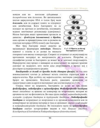 Pregled na `iviot svet - Monera
90
pomali ili vo pogolemi subedinici -
poliribozomi ili polizomi. Vo citoplazmata
postoi cirkulatorna DNA i golem broj mali
plazmidi, koi gi sodr`at genite za otpornost
kon antibiotici. Koga bakteriite }e se
izlo`at na tretman so antibiotik, plazmidite
vedna{ zapo~nuvaat replikacija (udvojuvawe).
Nekoi bakterii imaat primitivni organeli za
dvi`ewe - flagelumi (kam{i~iwa) i trepki,
kako organi za pricvrstuvawe ili za razmena na
genetski materijal (DNA) pome|u dve bakterii.
Mal broj bakterii imaat svojstvo da
pre`ivuvaat formiraj}i endospori. Nivnata
va`nost e golema i se dol`i na visokata
otpornost kon visoka temperatura. Sporite se sozdavaat so akumulacija na
proteinski materijal vo vnatre{nosta na kletkata. Potrebni se
specifi~ni uslovi za bakteriite da mo`at da ja zapo~nat sporulacijata.
Najverojatno ovoj proces e iniciran od nedostatokot na odreden hranliv
supstrat vo mediumot, {to zna~i deka sporulacijata e proces koj e
reguliran od nadvore{nata sredina.
Bakteriite se delat so prosta delba (binarna fisija), so toa {to
novonastanatite kletki ja dobivaat istata genetska struktura kako i
majkata-kletka. Pri delbata kaj majkata-kletka, nastanuva udvojuvawe na
brojot na hromozmite. Kletkata raste, udvoenite hromozomi se
oddale~uvaat edni od drugi i nastanuvaat dve kletki-}erki (sl.3.13).
Spored tipot na ishranata, bakteriite se delat vo tri grupi:
fototrofni, litotrofni i organotrofni. Fototrofnite bakterii
imaat sposobnost za vr{ewe na konverzija na neorganskite materii vo
organski po pat na fotosinteza. Vo ovaa grupa spa|aat: cijanobakteriite,
zelenite sulfurni bakterii i purpurnite bakterii. Litotrofnite
bakterii se ishranuvaat so neorganski i so organski komponenti koi gi
konvertiraat vo organska materija i tuka se sre}avaat: termo-sulfurnite
i nitrifikatornite bakterii. Vo poslednata grupa na organotrofni
bakterii spa|aat heterotrofni vidovi i toa: Bacilus (Bacillus),
Klostridium (Clostridium) i Enterobaketrium (Enterobacetrium).
Сл.3. 13 Prosta delba kaj
bakteriskite kletki
 
