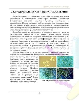 Pregled na `iviot svet - Monera
92
3.6. MODROZELENI ALGI (CIJANOBAKTERII)
Cijanobakteriite se najprostite avtotrofni organzimi koi vr{at
fotosinteza i osloboduvaat molekularen kislorod. Poseduvaat
fotosintetski pigmenti: hlorfil, karoteni, ksantofili i
fikocijanini. Poradi ova nivno svojstvo, porano bile opi{uvani kako
algi, no podocna so prou~uvawe na nivnata gradba, se utvrdilo deka tie se
nao|aat mnogu poblisku do bakteriite i ottoga{ se priklu~uvaat kon ovaa
klasa. Tie pretstavuvaat gram-negativni prokarioti.
Cijanobakteriite se najgolemata i najrasprostranetata grupa na
fotosintetski prokarioti i se osobeno va`ni poradi nivnata
prilagodenost za `ivot vo ekstremni `iveali{ta i sposobnosta da go
fiksiraat atmosferskiot azot (azotofiksacija). Nekoi od niv se
podvi`ni. Nadvore{nata povr{ina e oblo`ena so kapsula ili futrola.
Fotosintetskiot aparat ne e smesten vo plastidite (kako kaj
eukariotskite kletki), a fotosintetskite enzimi se lokalizirani vo
specijalni torbi~ki (lameli) vo citoplazmata. Kletkite naj~esto se
grupirani vo ni{ki.
Modrozelenite algi, ~esto pati se sretnuvaat vo fitoplanktonot na
stoe~ki ili slabote~ni vodi. Vo ezerata vo umerenite klimatski pojasi vo
tekot na letoto, tie mo`at da
formiraat gusti populacii na
povr{inata na vodata. Vo ezera
koi{to se zagadeni so organski
materii, kako i ezera bogati so
hranlivi materii (fosfati,
nitrati, amonijak), odredeni
vidovi vo planktonot mo`at
masovno da se razvijat i da
predizvikaat „voden cvet”. Nekoi
modrozeleni algi `iveat kako
simbionti vo razli~ni rastenija.
Сл.3. 14 Pretstavnici na cijanobakteriite
 