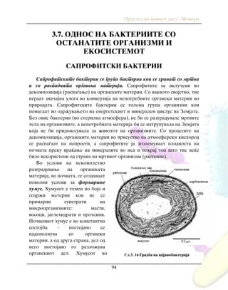 Pregled na `iviot svet - Monera
94
3.7. ODNOS NA BAKTERIITE SO
OSTANATITE ORGANIZMI I
EKOSISTEMOT
SAPROFITSKI BAKTERII
Saprofitskite bakterii se grupa bakterii koi se hranat so mrtva
i so raspadnata organska materija. Saprofitite se vklu~eni vo
dekompozicija (raspa|awe) na organskite materii. So vakvoto svojstvo, tie
igraat zna~ajna uloga vo konverzija na nepotrebnite organski materii vo
prirodata. Saprofitskite bakterii se golema grupa organizmi koi
pomagaat vo odr`uvaweto na energetskiot i mineralen ciklus na Zemjata.
Bez ovie bakterii (vo sterilna atmosfera), ne bi se razgraduvale mrtvite
tela na organizmite, a nepotrebnata materija bi se natrupuvala na Zemjata
koja ne bi pridonesuvala za `ivotot na organizmite. So procesite na
dekompozicija, organskite materii vo prisustvo na atmosferski kislorod
se raspa|aat na poprosti, a saprofitite ja zgolemuvaat plodnosta na
po~vata preku vra}awe na mineralite vo nea i pokraj toa {to tie ve}e
bile iskoristeni od strana na mrtviot organizam (rastenie).
Vo uslovi na nekompletno
razgraduvawe na organskata
materija, vo po~vata, se sozdavaat
povolni uslovi za formirawe
humus. Humusot e temen po boja i
sodr`i materii koi ne se
primarni supstrati na
mikroorganizmite: masti,
vosoci, jaglehidrati i proteini.
Po~veniot humus e vo konstantna
sostojba - postojano se
nadopolnuva so organski
materii, a od druga strana, del od
nego postojano go razlo`uva
organskiot del. Humusot vo Сл.3. 16 Gradba na cijanobakterija
 